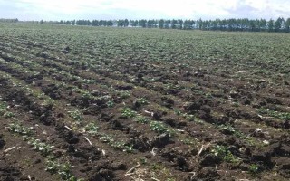 白菜的产地，现全国各地普遍都有栽培