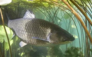 草鱼吃哪种食物可以快速生长,饲喂禾本科、浮萍科、水鳖科植物等食物能促进生长
