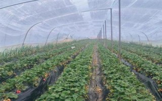 一亩大棚草莓的利润多少，头年利润大约为17000元左右