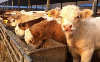 什么是牛犊开食料，又名犊牛代乳料