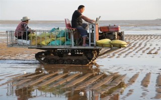 海瓜子怎么养殖，排干水塘再将种苗均匀撒在塘面上