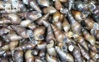 食用螺品种,田螺在各地湖泊中随处可见