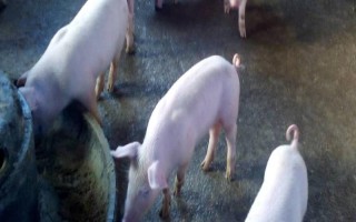 治疗猪拉肚子的土方法，可以用新鲜的鱼腥草加玉米芯的灰煮水