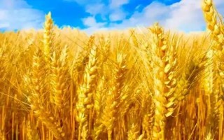 小麦什么时候成熟，不同地区的成熟时间不同