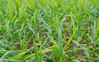 种植生姜如何追肥，除基肥外通常要进行三次追肥