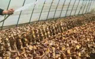 食用菌如何正确使用农药，注意这4点