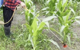 玉米苗后除草剂几天见效，5-7天左右见效