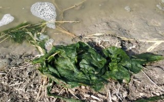 蟹塘放苗后水浑转塘的原因,可能塘口是新开的