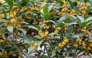 后院种桂花有何含义，无特殊含义可用来观赏和乘凉