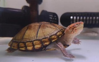 红面蛋龟的外形特点，背甲椭圆形、脸部具红色花纹