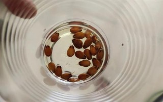 懒汉西瓜如何种植，种植前需浸种