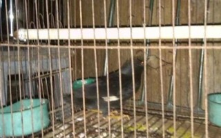 八哥鸟的饲养方法,选择易驯的头窝幼鸟为佳