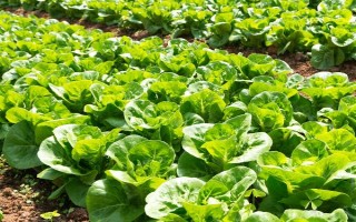 白菜的产地，现全国各地普遍都有栽培