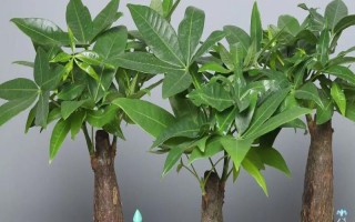 发财树的养殖方法,将环境温度控制在18-25℃