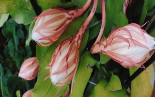 昙花的花苞长在哪里，侧枝上面的花苞可开出花朵