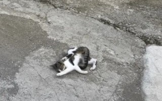 为什么猫咪喜欢在混凝土地面上打滚，可通过地面的温度来调节体温