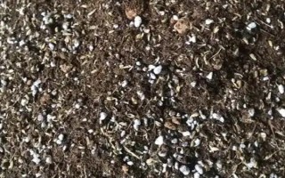 怎么预防康乃馨烂根，控制浇水量、让土壤保持透气有助于根系生长