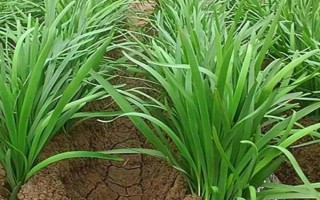 呼和浩特市适合种植什么菜，可选择雪里蕻、大白菜、芥菜等