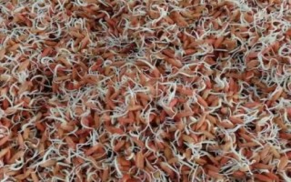 水稻种子催芽的三个阶段,分为高温破胸、适温催芽和低温晾芽