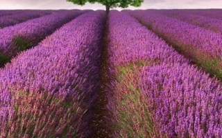 薰衣草的花期是什么时候，花期通常为6月到8月