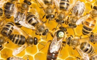 中蜂和意蜂的区别,繁殖能力、体型和颜色均不同