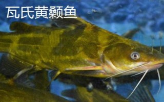 黄骨鱼养多久才能上市，需养殖12-13个月才能售卖