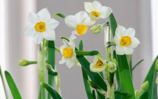 有毒不能触碰的盆栽有哪些，虎刺梅、水仙花等品种不能接触