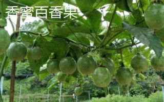 百香果品种有哪些，在国内种植比较多