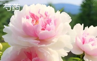 芍药和牡丹的区别，植株高度和花期均不同