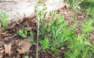 蕨菜的田间管理办法，在生产上多采用无性繁殖方式