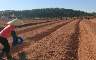 苏子的产地，在我国主产于安徽、湖南、台湾等省份