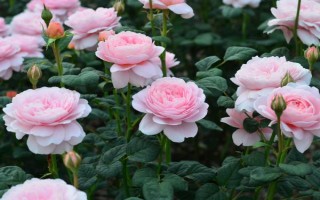 皮实好养的月季花品种，有自由精神、红色龙沙宝石等