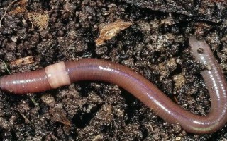 冬天钓甲鱼的最佳饵料，首选腥味浓重的荤饵
