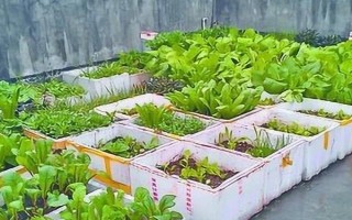 泡沫箱种菜有没有毒，无毒但尽量不长期使用