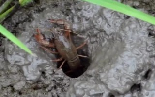 小龙虾可以卖到哪里去，小规模养殖可在菜市场销售