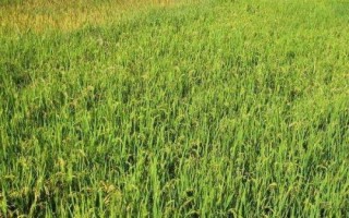 登两优008水稻种子介绍，每亩有效穗数16.1万穗