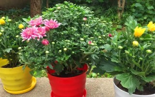 菊花要不要打顶，剪除顶端旺长枝条才能促进新枝萌发