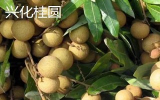 哪里产出的桂圆又甜又好吃，楼坝桂圆清甜可口深受消费者欢迎