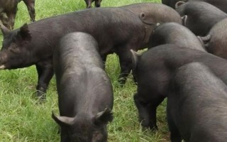 苏太母猪配什么公猪好,可选长白公猪、杜洛克猪、约克夏猪等