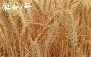 高产春小麦品种,选种时要做到因地制宜