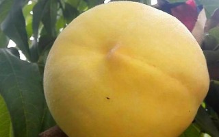 桃子的品种,以下6种的品质比较好
