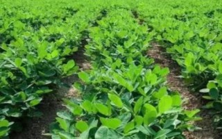 春花生如何施肥,所需磷肥比通常作物多