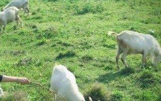 怎么喂羊下奶速度快，可以采用以下五种方法