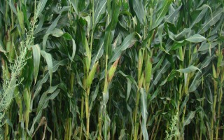 瑞盛2008玉米种子特征特性