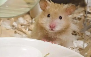 仓鼠的养殖环境，环境温度以20-30℃为宜