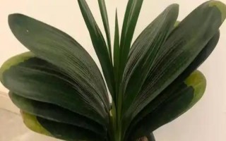 君子兰流出黑色液体如何解决，清理伤口经过消毒后再换土重栽