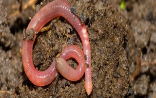 蚯蚓没有销路如何解决，卖给渔具店是不错的选择