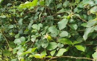 金樱子盆栽能结果吗，是可以结果的