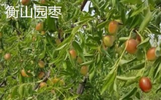 衡山县的特产,南岳寿饼是著名的旅游特产之一