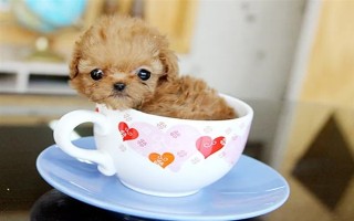 怎么养茶杯犬幼犬，幼龄时期必须供给充足的营养